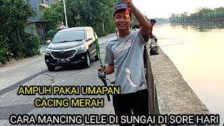 cara mancing lele‼️ di sungai di sore hari sangat ampuh pake umpan cacing merah