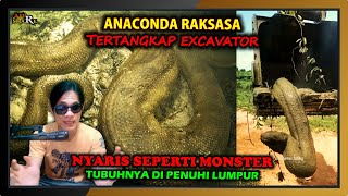 Penampakan Anaconda Raksasa Dengan Tubuh Penuh Lumpur yang Tertangkap Excavator