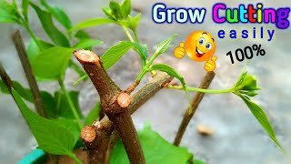 কাটিং থেকে গাছ তৈরি করার সহজ উপায় || Plant cutting you can grow in any time / NATURE farm