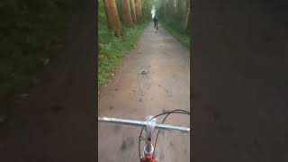 Ride In The Forest tiktok whatrainydaysfeelslike