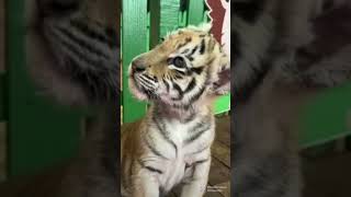 Aduh jadi pengen piara anak harimau 😘😘😘😘😘😘😘😘😘😘😘😂😂