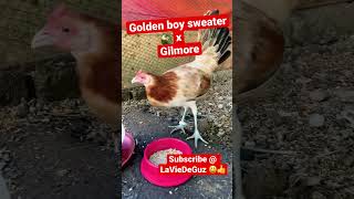 🙌🏼🐔🌟 Golden Boy Sweater x Gilmore hen gamefowl - breeding season