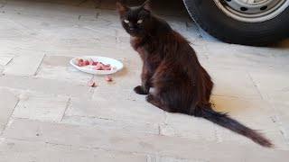 Feeding our Cat with cooked Sausages, Mr. Mustafa is 18 years old.