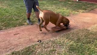 Skater Boerboel Puppy Jesse upskilling on her skating👌🏻😎