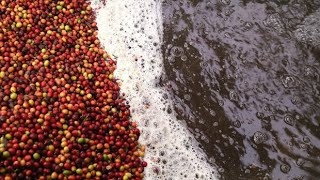 Científicos latinoamericanos logran producir energía a partir de residuos de café