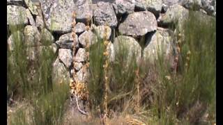 Saint Guilhem 1 Aumont Montgros.wmv