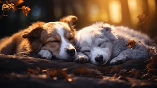 Dog Music: 24 HOURS | Deep Sleep Relaxation Melodies to CALM YOUR DOG #23