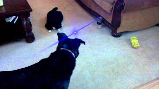 Lazer fun with Jasper & Brandy