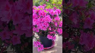 Floraison de rhododendron #viralvideo