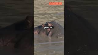 Why Hippos Sweat Red: Fun Facts About Hippo Sweat! #funfacts #animalfacts #didyouknow #shortvideo