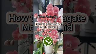 How to propagate moth orchid #shortvideo #garden #howto #youtubeshorts #farming #viralvideo