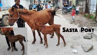 Pony Horse with Kids | Sasta Pony Horse | Kishanbagh | Hyderabad