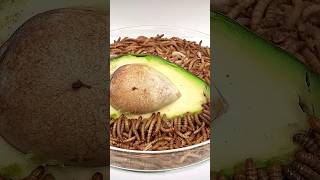 buah alpukat dan ulat Mealworms atau ulat Hongkong #timelapse #alpukat #ulathongkong