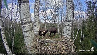 Peļu klijāni Aizkuja: šodien ēdienkartē - 4 grauzēji un 2 frogiji.  30.04.2020