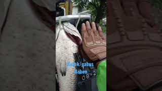 ikan kutok babon super bobot 3,5kg