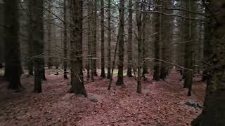 forest near lethen estate