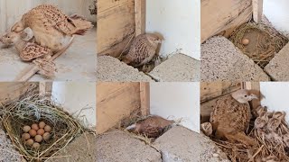 From Crossing To Hatching Eggs Full informative video teetar breeding season 4th Clutch