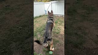 Charlie plays fetch #shorts #germanshepherdpuppy #viraldogsvideos #cutedogs #1kviews #subscribe