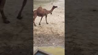 Black Female Camel