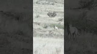 Coyote Gets Hammered! #foxpro #coyote #hunting #shorts