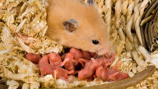 Hamster giving birth journey