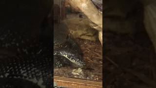 🔥Black Kingsnake. #shorts #subscribe #trending #viral