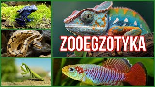 TARGI ZOOEGZOTYKA WROCŁAW | Odkryj Świat Gadów, Płazów i Akwarium!