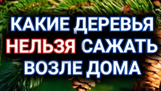 Какие деревья НЕЛЬЗЯ сажать возле дома