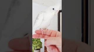 Day 10: Training my Cockatiel to Step up