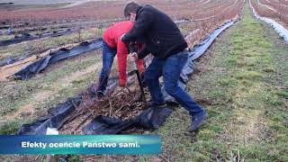 Zastosowanie Carbouhumicu na plantacji borówki amerykańskiej i jagody kamczackiej