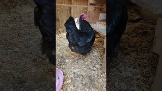 Morning Routine with the Chickens! #chickens #hobbyfarm #eggs #hens #coop #countryliving #farm