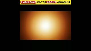 3 amazing facts about animals in hindi #facts #factsshorts #youtubeshorts #ytshorts #short #shorts