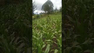 Never observed corn growing; what a chance to do that now that I'm home #farming #corn #farm #farmer