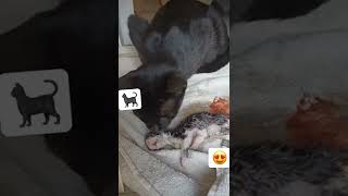 Michi se hace mamá 😍 - por alortuno