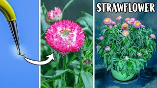 Growing Strawflower Time Lapse - Seed to Flowers (74 Days)