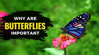 Why Are Butterflies Important | Butterflies | The Planet Voice