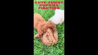 Cute Funny Puppies Fighting #shorts #funnydoggydog #youtubeshorts #youtubevideo