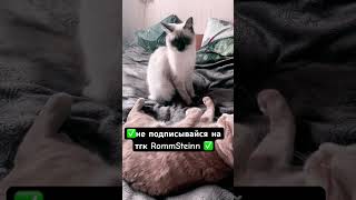 Что с котом?! 👍 #смех #stories #юмор #приколы #прикол #мем #cat #duet #жиза