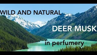 Natural DEER MUSK in perfumery. Monologue with a perfumer part 3