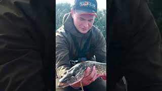 ПАП ЕЩЁ ОДНА ЩУКА! ХОРОШАЯ! #norstream #fishing #рыбалка #спиннинг