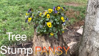 Tree stump potting - PANSY