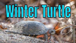 JANUARY WOOD TURTLE