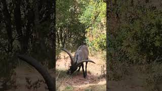 What a beautiful creature  we encountered in Monserrat #spain #shortsvideo #shorts #goat #animal