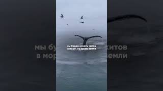 Туры на Кольский полуостров для тех, кто хочет лето 🐋  #север #природа #travel #shorts #туры #short