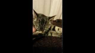 Kitten nuzzles foot