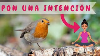 HERMOSA MEDITACIÓN | ¿Cómo poner una Intención a tus Meditaciones? 🐦【INTENTA ESTO】