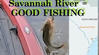 Savannah River is GOOD FISHING