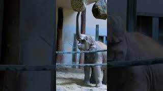 Adorable Baby Elephant Enjoys Snack Time at Budapest Zoo