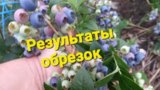 Обрезка СТАРОГО куста голубик. Видео урок 19)))