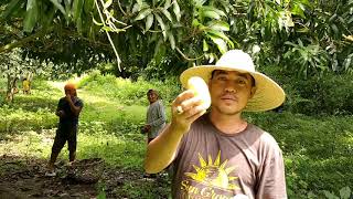 Mango Harvesting